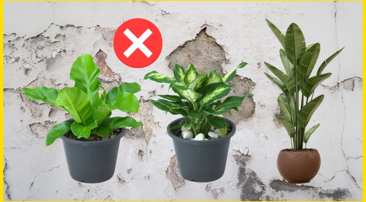 Plantas