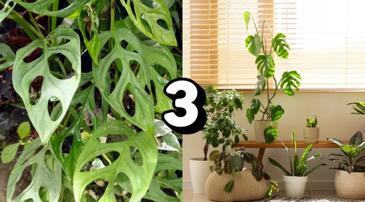/estilo-de-vida/plantas-exoticas-tener-en-casa-sorprender-invitados