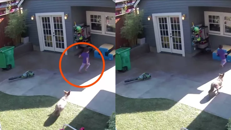 VIDEO Captan a coyote persiguiendo a una niña de 4 años en el patio de una casa en Estados Unidos