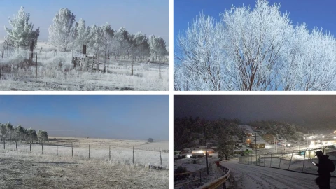 chihuahua cencellada videos