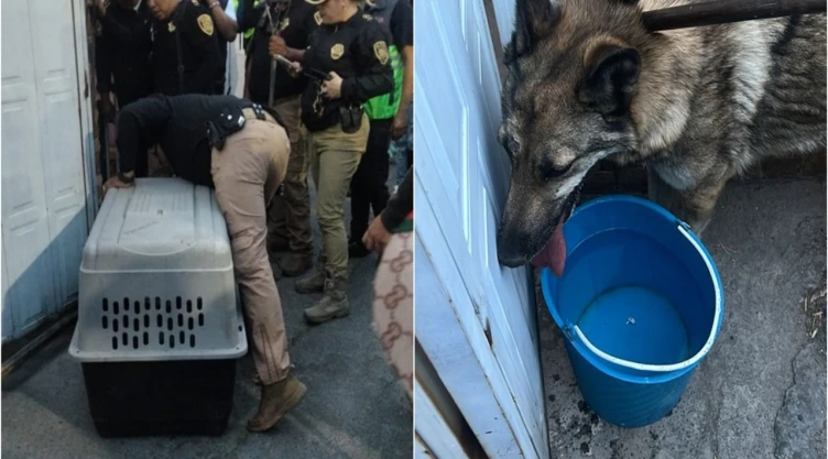 Se sabe que la loba se encuentra deshidratada y tiene un problema en el estómago