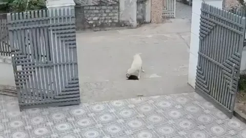 Perrita salvó la vida de su cachorro antes de que fuera atropellado | VIDEO