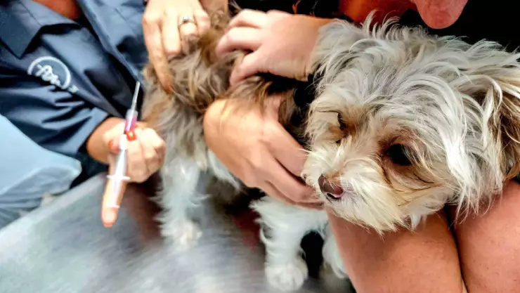 ¿Cuándo y dónde es la vacunación contra la rabia 2024 en León, Guanajuato?