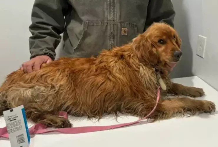 Molly en la atención médica para comprobar que se encuentra sana