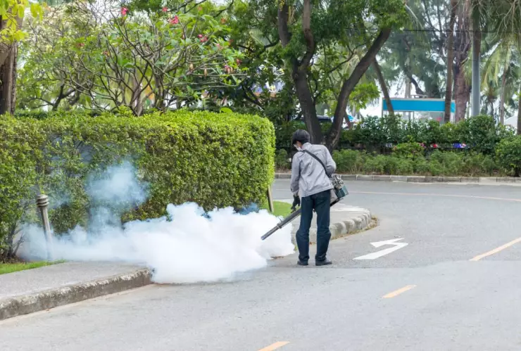 Invasión de mosquitos en Argentina
