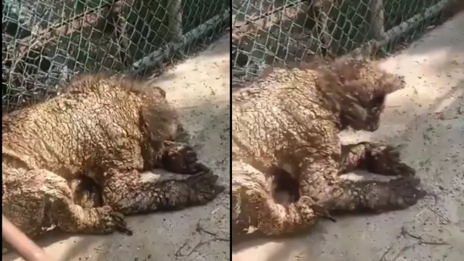 Osezna en estado delicado en zoológico de Nuevo León: Profepa investiga historial clínico e instalaciones