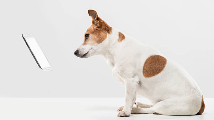 Celular para perros
