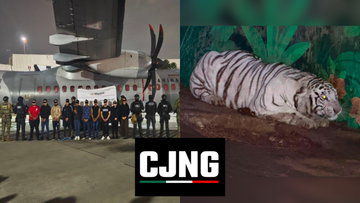 Les aseguraron tigres, panteras y 113 coches: Caen 20 presuntos integrantes del CJNG en Hidalgo, Jalisco y Michoacán