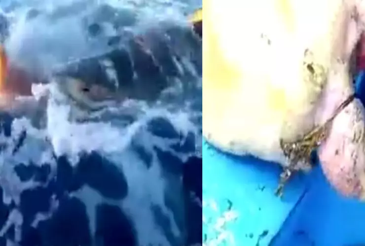 Tiburón ayuda a tortuga