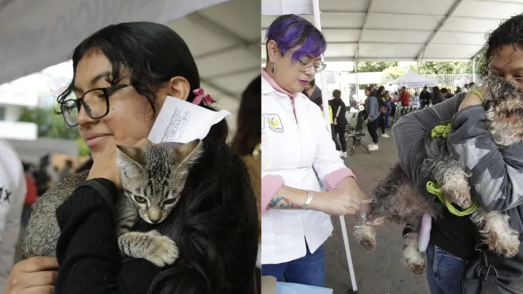 Jornada de vacunación antirrábica para perros y gatos en CDMX