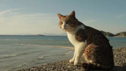 Crueldad animal Pareja lanza a su gato al mar como un juguete