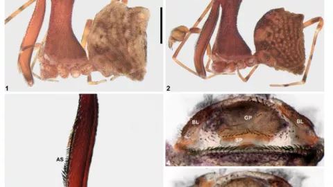 descubren-araña-asesina-con-patas-en-forma-de-lanza-australia
