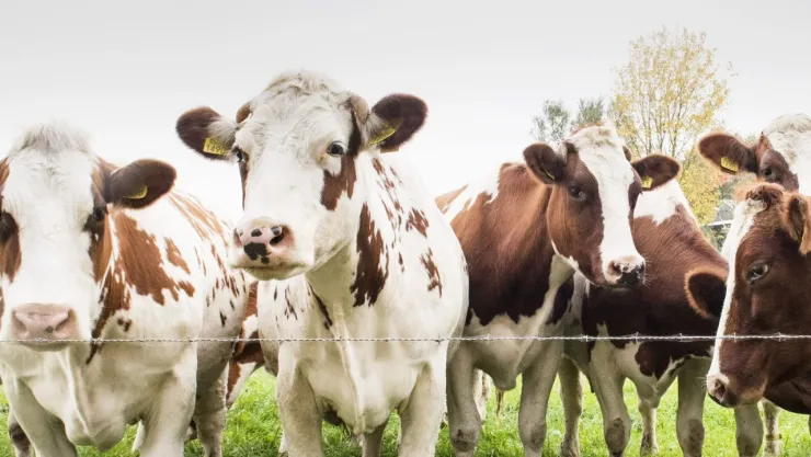 VACAS