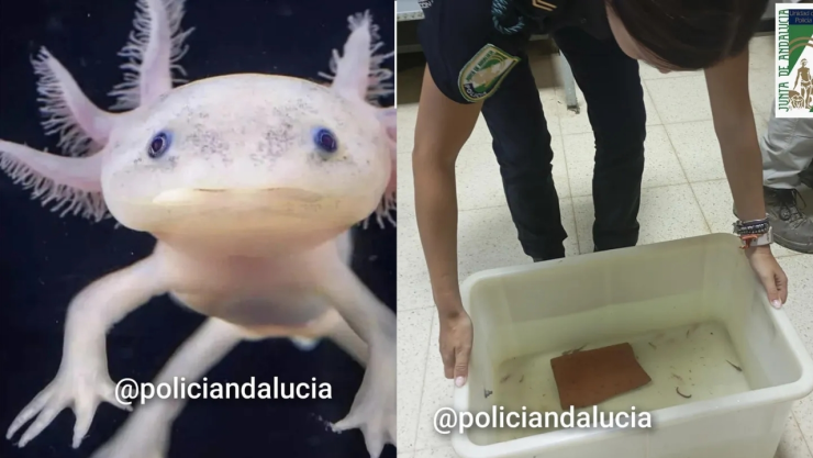 Ajolotes mexicanos recuperados en Granada, España