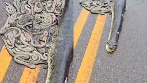 Anaconda muere atropellada