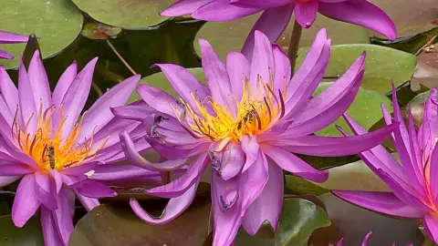 victoria-amazonica, lirio en Jardín Botánico de Culiacán.jpg