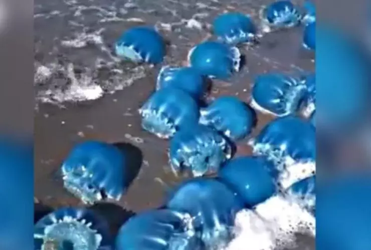 Medusas azules son captadas varadas en playa de Baja California Sur.
