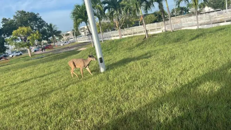 ¡Increíble! Fotografían a un venado en glorieta de Cancún