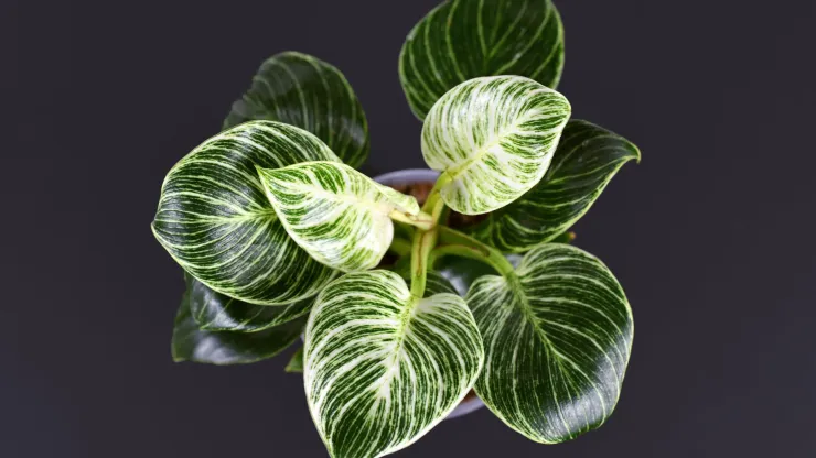 plantas de interior