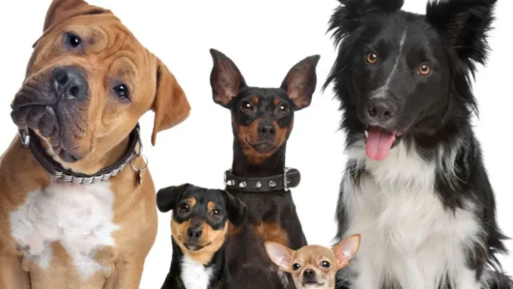perros