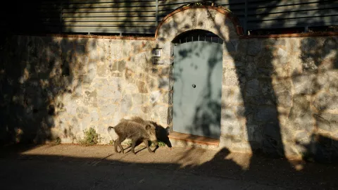 invasión de jabalíes