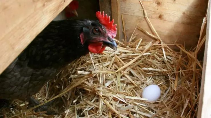 ¿Qué fue primero el huevo o la gallina?