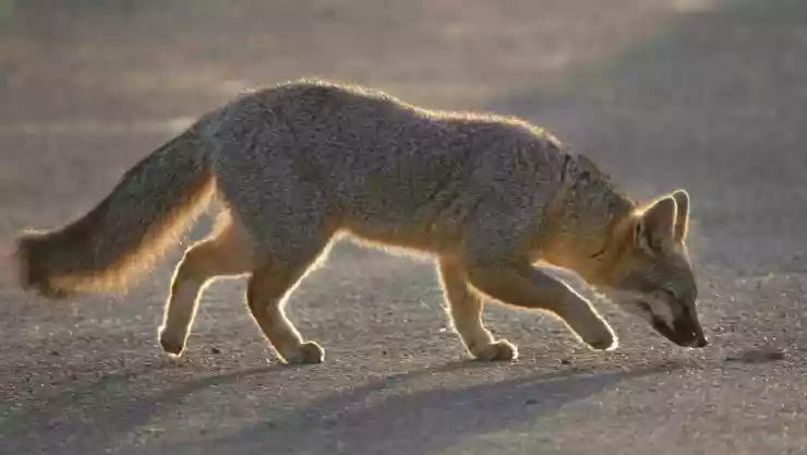 FOTOS_ Zorro gris es hallado sin vida en concurrida avenida de Mérida