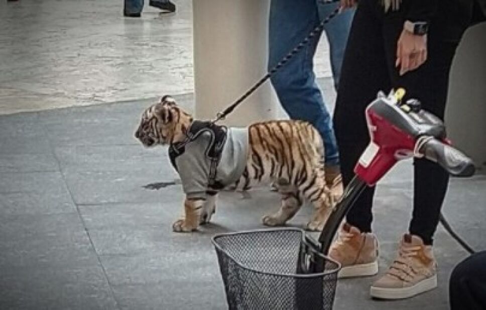 Tigre en Polanco