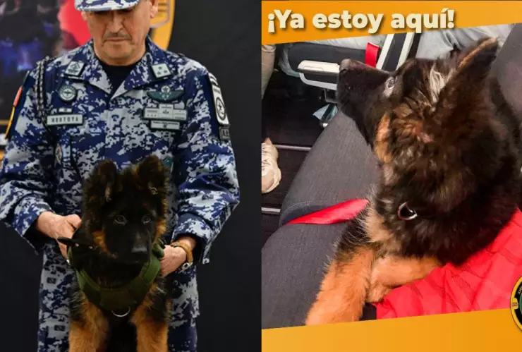 ¡Llegó a México el más tierno! Reciben a perrito donado por Turquía tras perder a Proteo