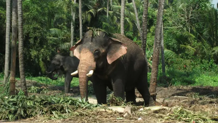 Turista atrapada en pelea de elefantes en Dubare, India