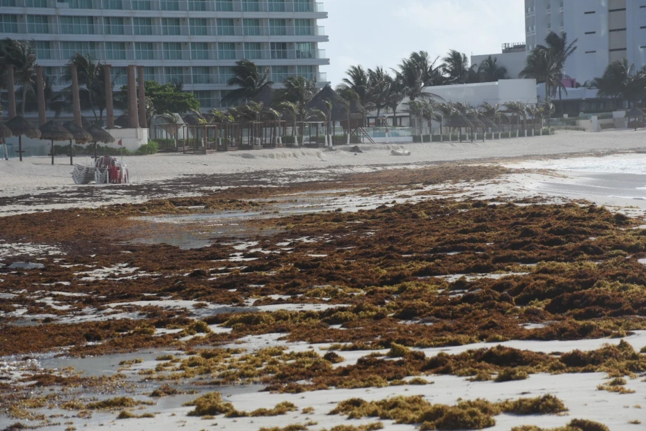 Playas de Cancún comienzan a llenarse de sargazo.
