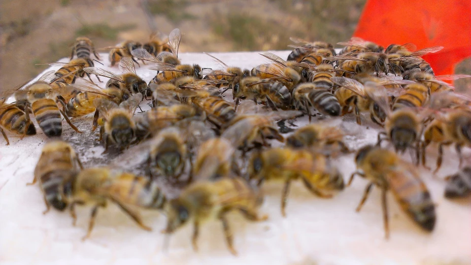 Enjambre de abejas representa peligro en escuela de este municipio de Yucatán