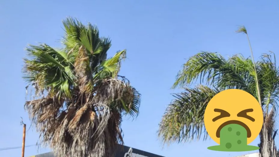 Enfermedades por comer en la calle en los vientos de Santa Ana en Tijuana