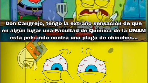 Memes plaga de chinches en la UNAM