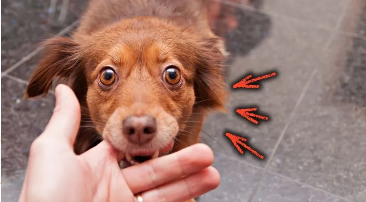 /mascotas/perro-mordiscos-comportamiento-veterinarios