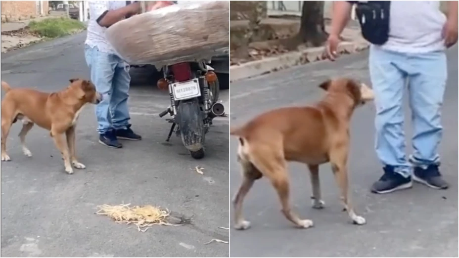 VIDEO_ ¡Ternura! Perrito pide pan a un vendedor y esta fue su reacción