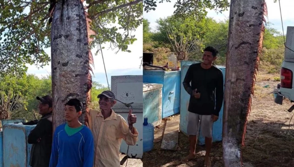 Aparece enorme pez Remo en Chiapas,