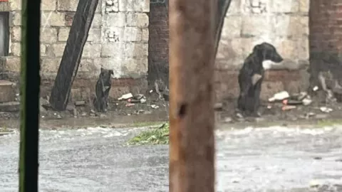 Perrito bajo la lluvia en Veracruz