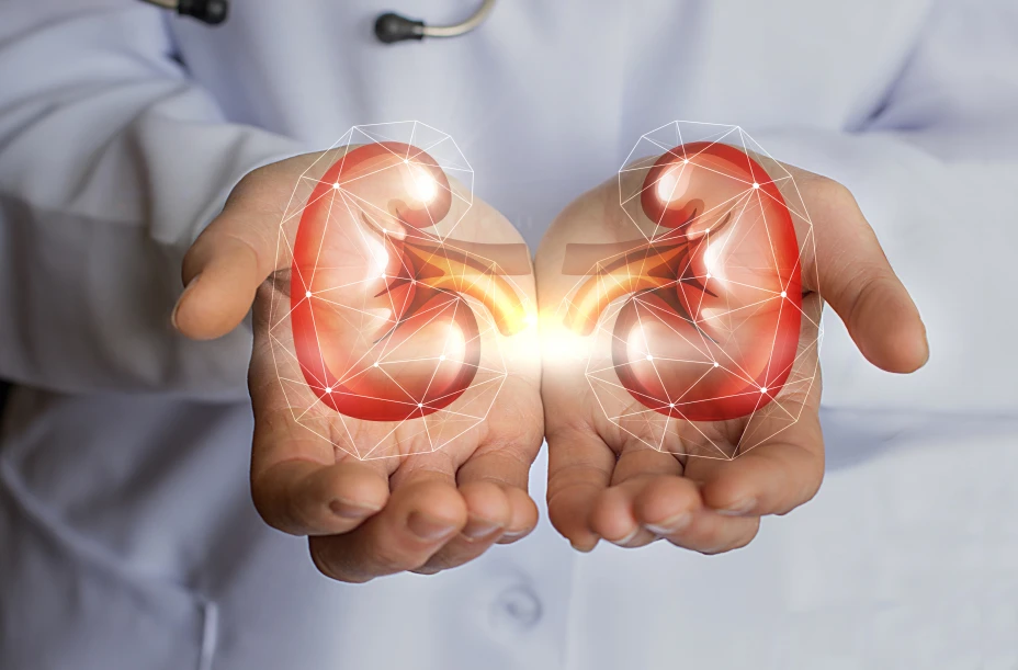 The doctor holds in his hands the kidney.