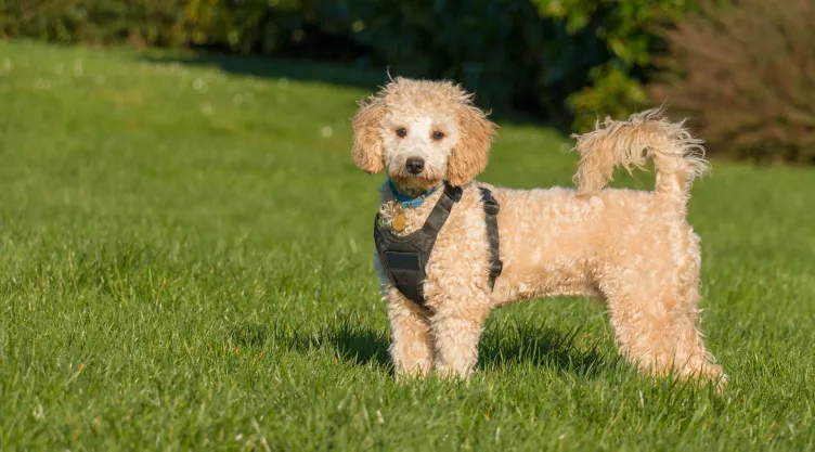 Top 5 razas de perros más inteligentes del mundo ¡Conócelas!