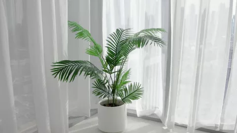 Areca Palm