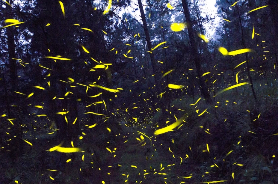 Espectáculo de luciérnagas