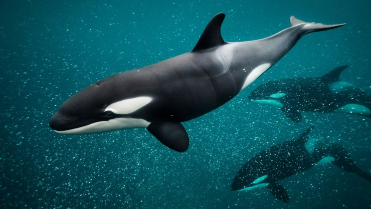 Esta es la sorprendente razón por la que las orcas no dejan de embestir barcos en España