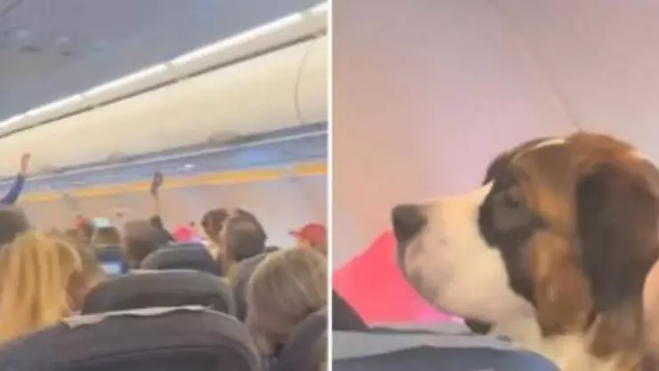 San Bernardo en vuelo