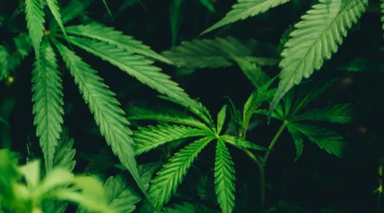 Cannabis