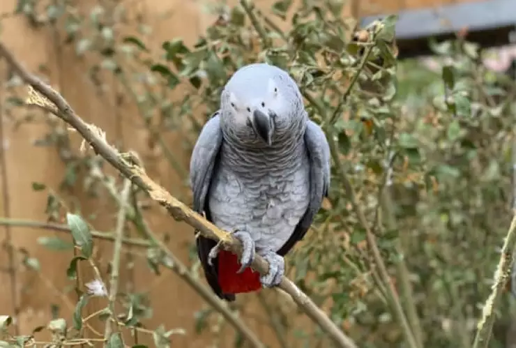 Loros fueron retirados de un parque por insultar a los visitantes