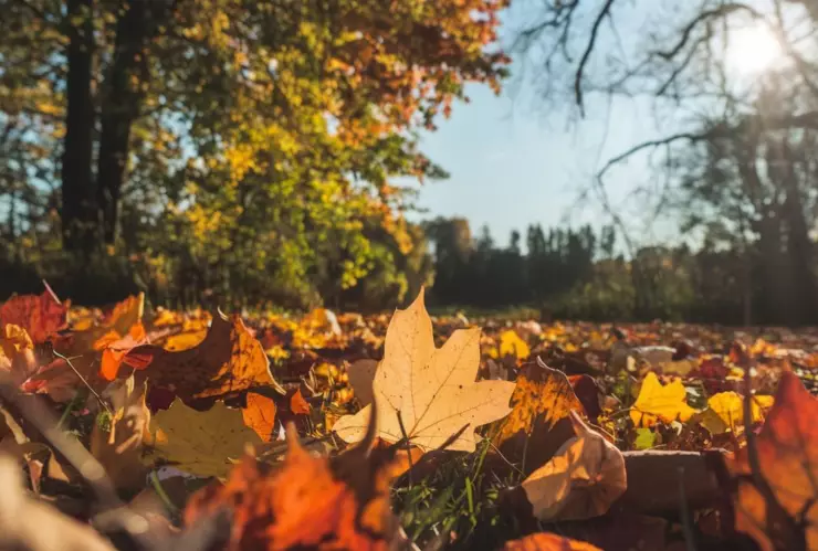 ¿Cuándo ocurrirá el Solsticio de Otoño en 2024?.jpg