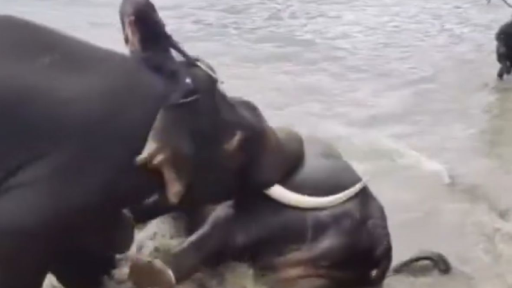 Pelea elefantes en santuario de India