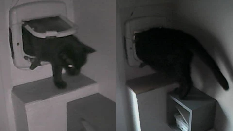 Pepito, el gato famoso en Twitter por entrar y salir de casa