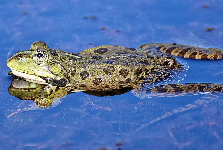 sapos_ganadero_multa